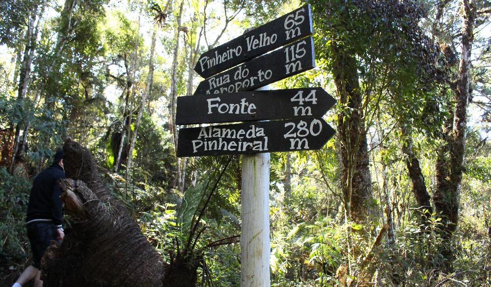 Você poderá encontrar esquilos na Trilha do Pinheiro Velho. Um caminho agradável até o Centro de Monte Verde, em Minas Gerais. (Foto: La Viagem)