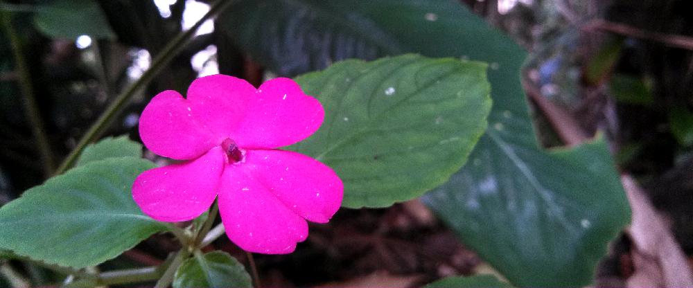 Flor encontrada da escadaria que leva à praia do Éden, no Guarujá, litoral de São Paulo. (Foto: La Viagem)
