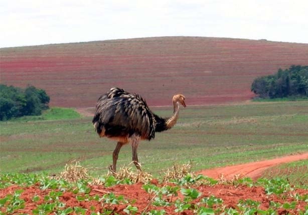 O Parque das Emas, que é Patrimônio Natural da Humanidade, possui mais de 132 mil hectares. (Divulgação/Internet)