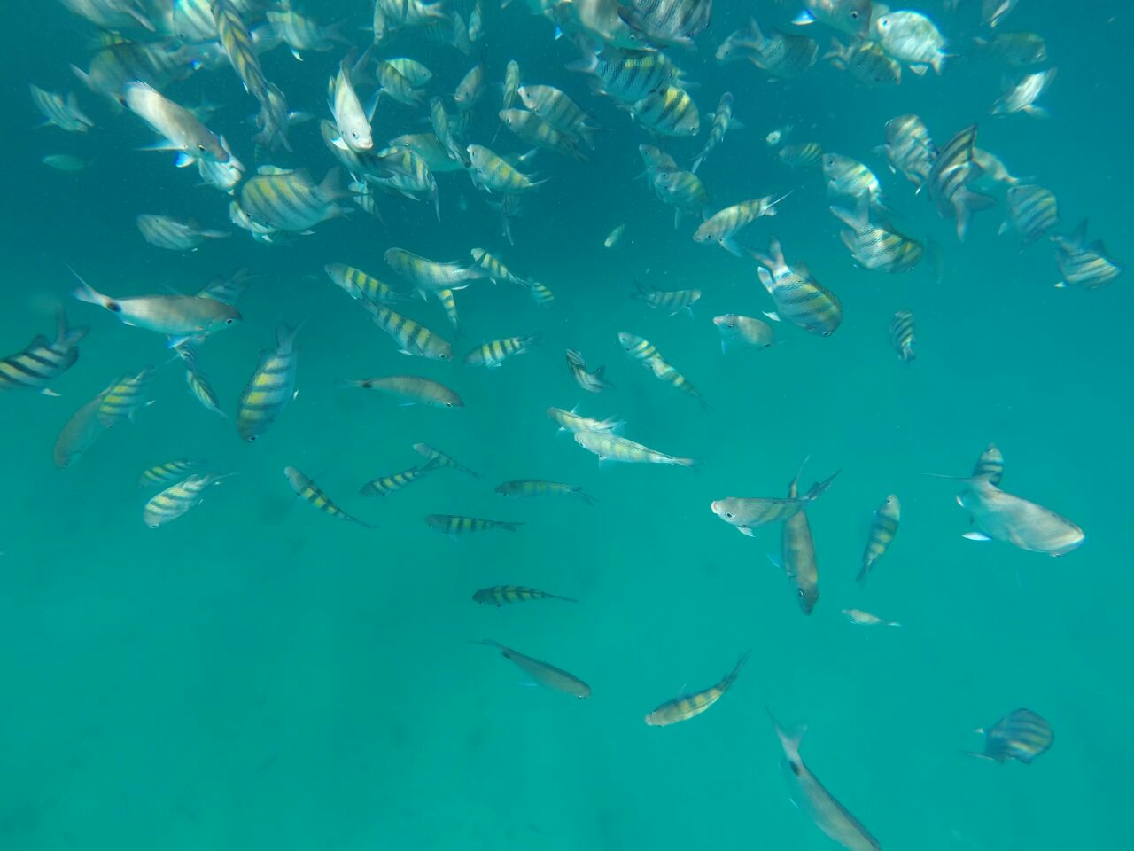 As águs cristalinas em Paraty proporcionam mergulhar com os peixes. (Foto: Thiago Tucunduva)