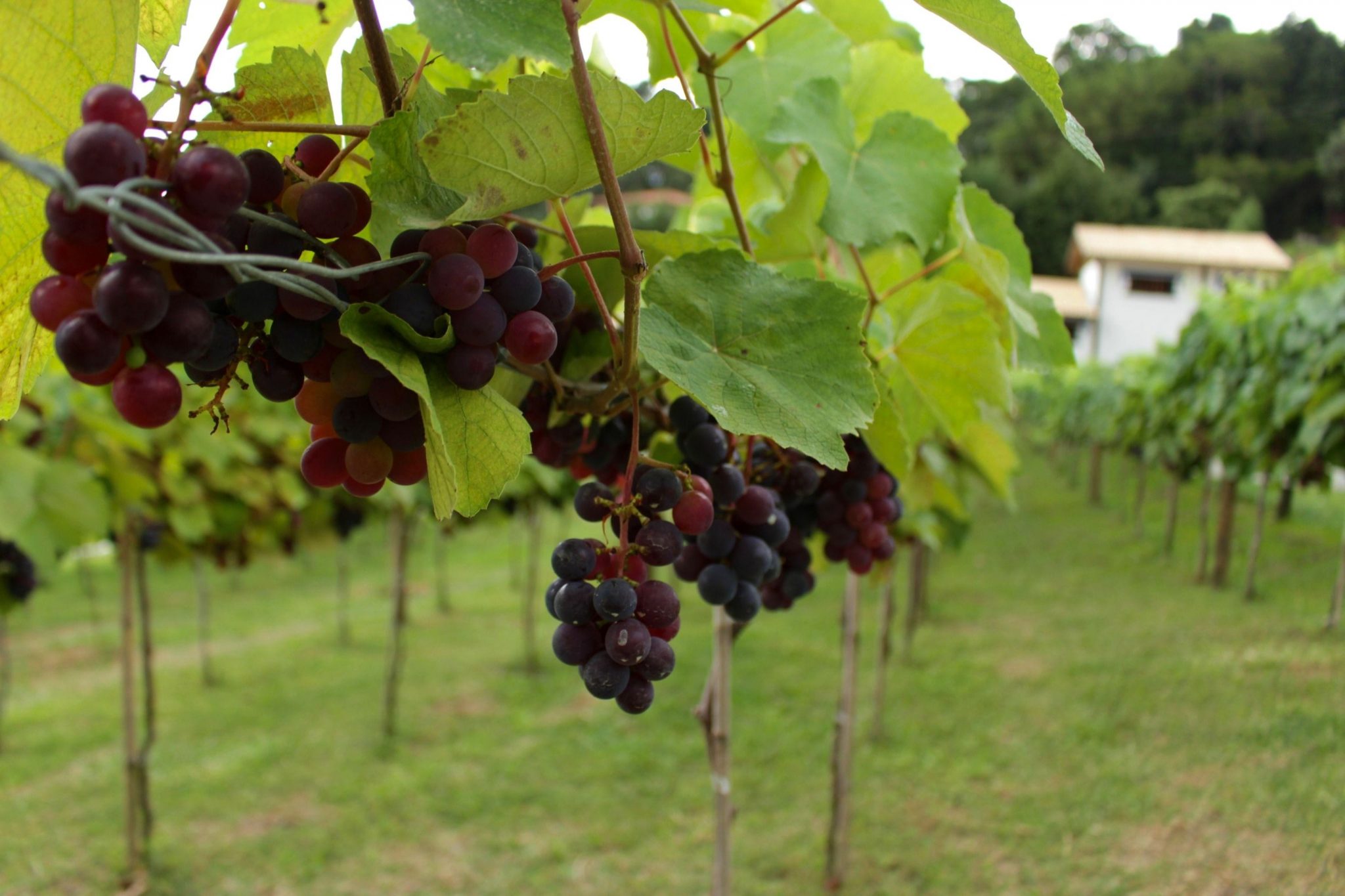 Você pode caminhas entre as videiras na Quinta do Olivardo. (Foto: La Viagem)
