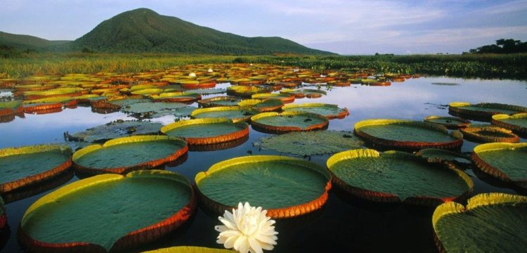 O Pantanal em Mato Grosso é propício para o turismo ecológico. (Divulgação / Foto: Barco Bonanca)