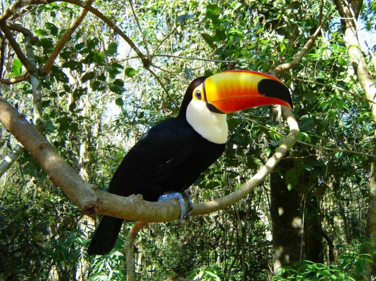 Ilha Anchieta: Um paraíso Histórico e Natural em Ubatuba, litoral de São Paulo